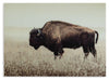 Brutus Wall Art Product image