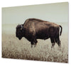 Brutus Wall Art Brutus Wall Art image